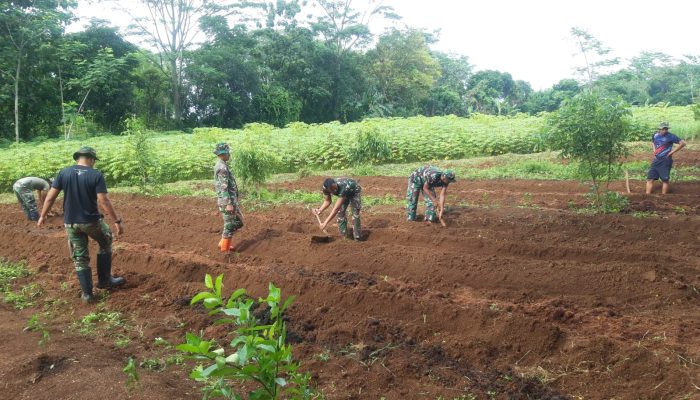 Percepatan Olah Tanah, Dalam Rangka Tanam Cabai Merah