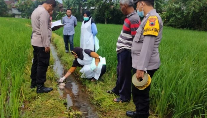 Sesosok Mayat Bayi Perempuan Ditemukan di Saluran Irigasi Sawah