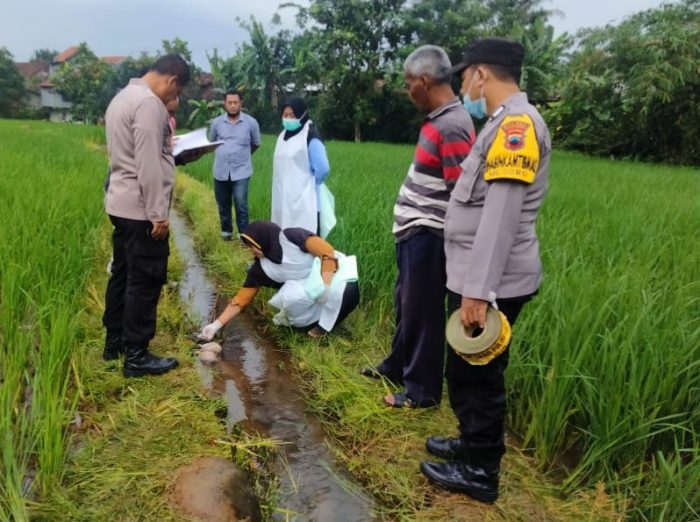 Sesosok Mayat Bayi Perempuan Ditemukan di Saluran Irigasi Sawah