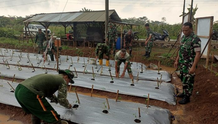 Pasiter Memantau Penyulaman Tanaman Cabai Dilahan Demplot Kodim