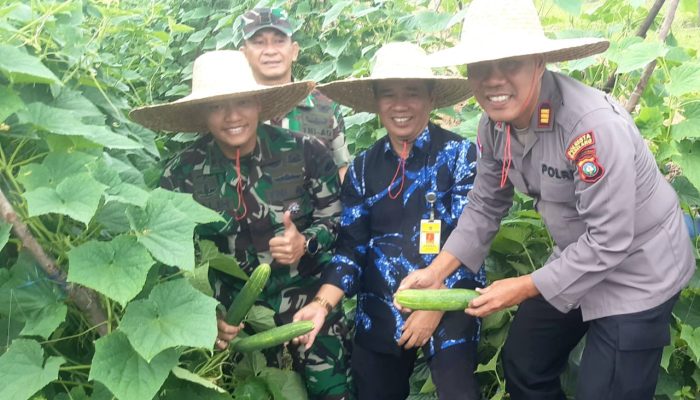 Ketahanan Pangan TNI AD, Dandim 0316/Batam Panen Raya Timun di Rempang Cate Galang