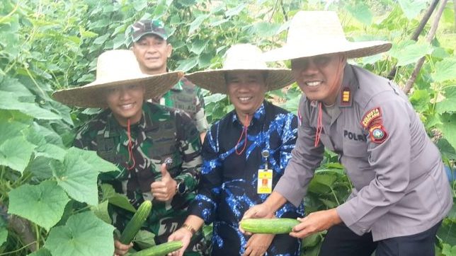 Ketahanan Pangan TNI AD, Dandim 0316/Batam Panen Raya Timun di Rempang Cate Galang