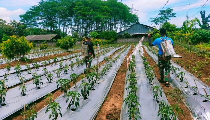 Pemupukan Tahap Dua Cabe Merah Dilahan Demplot Kodim 0736/Batang