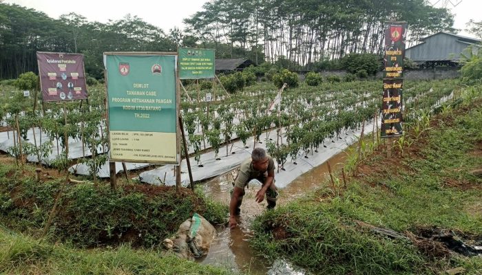 Pastikan Kebutuhan Air Tercukupi, Babinsa Lakukan Penyiraman Tanaman Cabai Secara Rutin