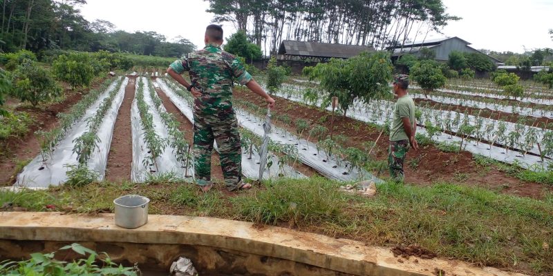 Dandim 0736/Batang Cek Langsung Perkembangan Tanaman Cabai Merah