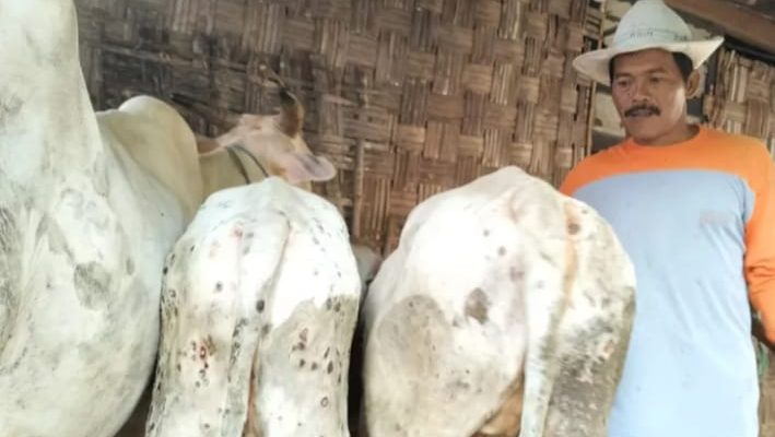 Gegara Penyakit Gudik (LSD) Nilai Harga Sapi Merosot Turun,Ada Sapi Dijual Hanya 300 Ribu Rupiah,Peternak Besar Habiskan 800 Ribu Seminggu.