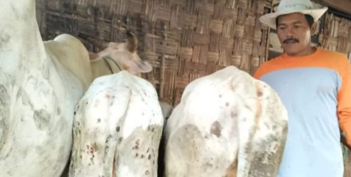 Gegara Penyakit Gudik (LSD) Nilai Harga Sapi Merosot Turun,Ada Sapi Dijual Hanya 300 Ribu Rupiah,Peternak Besar Habiskan 800 Ribu Seminggu.