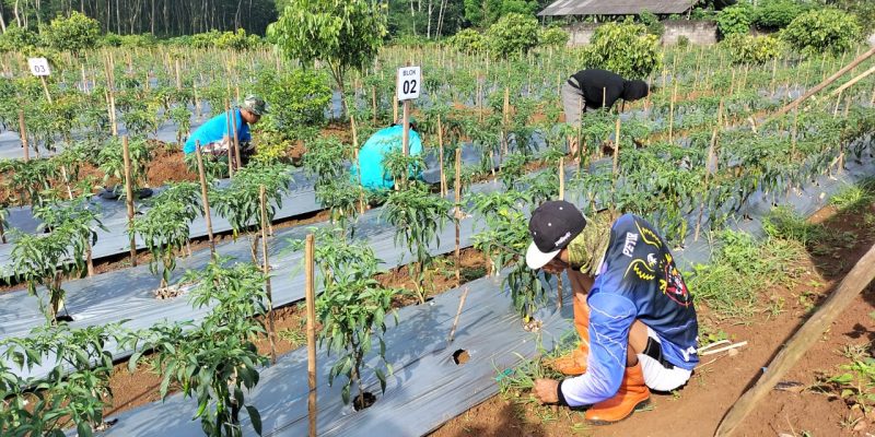 Guna Tingkatkan Hasil Panen, Babinsa Kodim Batang Bersihkan Gulma Dilahan Tanaman Cabai