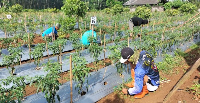 Guna Tingkatkan Hasil Panen, Babinsa Kodim Batang Bersihkan Gulma Dilahan Tanaman Cabai
