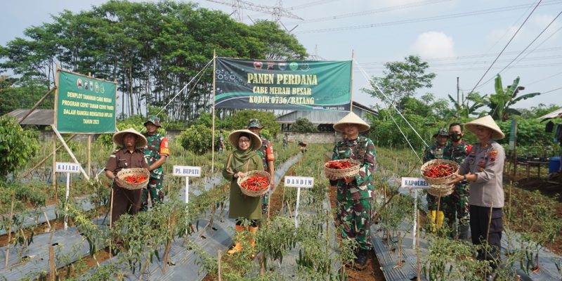 Panen Cabai Kodim 0736/Batang Jelang Lebaran di Distribusikan ke Pasar
