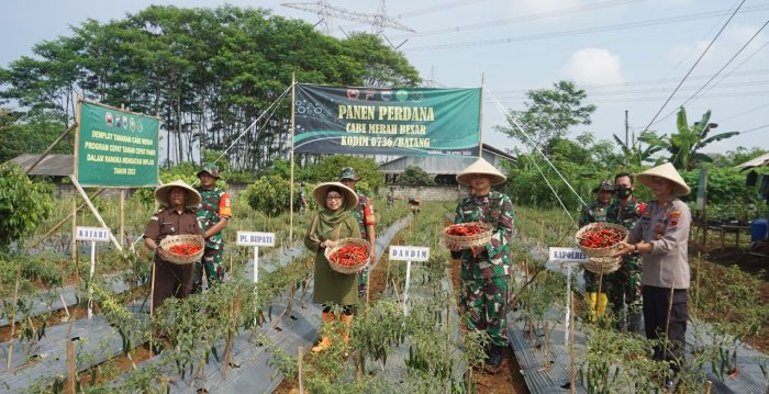 Panen Cabai Kodim 0736/Batang Jelang Lebaran di Distribusikan ke Pasar