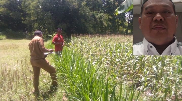 ROFIUDIN Telah Mampu Mengubah Bukit Tandus Menjadi Lahan Persawahan Produktif