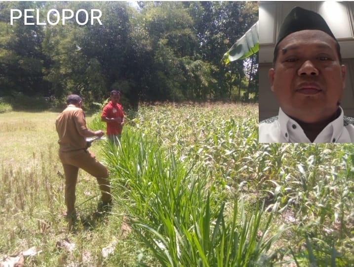 ROFIUDIN Telah Mampu Mengubah Bukit Tandus Menjadi Lahan Persawahan Produktif