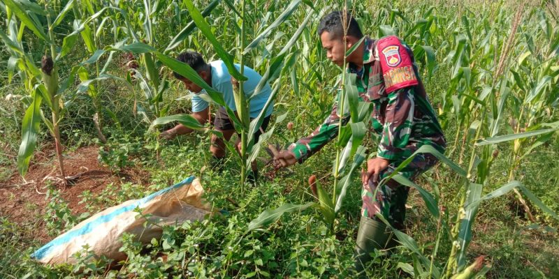 Program Unggulan Ketahanan Pangan Kodim 0736/Batang