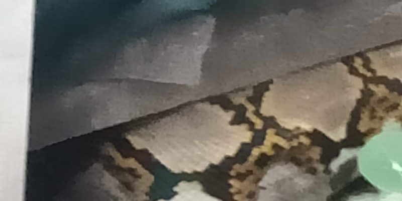 Kaget Lihat Ular Python Panjang 3 Meter, Solikhan Warga Jati Sidoarjo Langsung Lapor Call Center 112