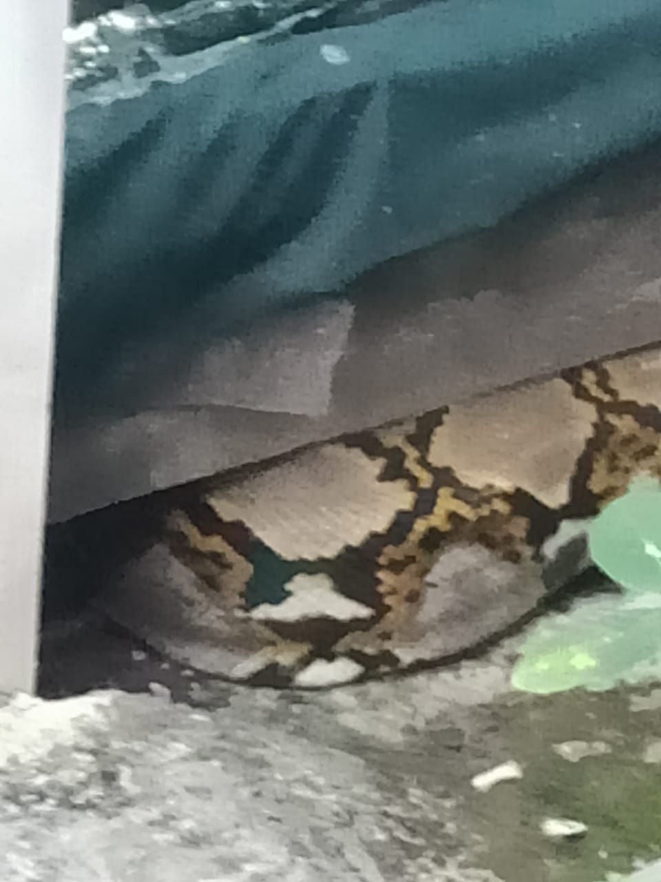 Kaget Lihat Ular Python Panjang 3 Meter, Solikhan Warga Jati Sidoarjo Langsung Lapor Call Center 112