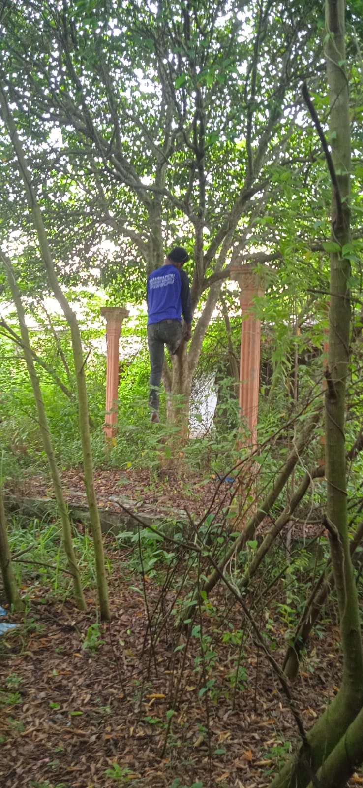 Merinding! Mayat Misterius Di TemukanTergantung Di Pohon Desa Pajaran Jombang