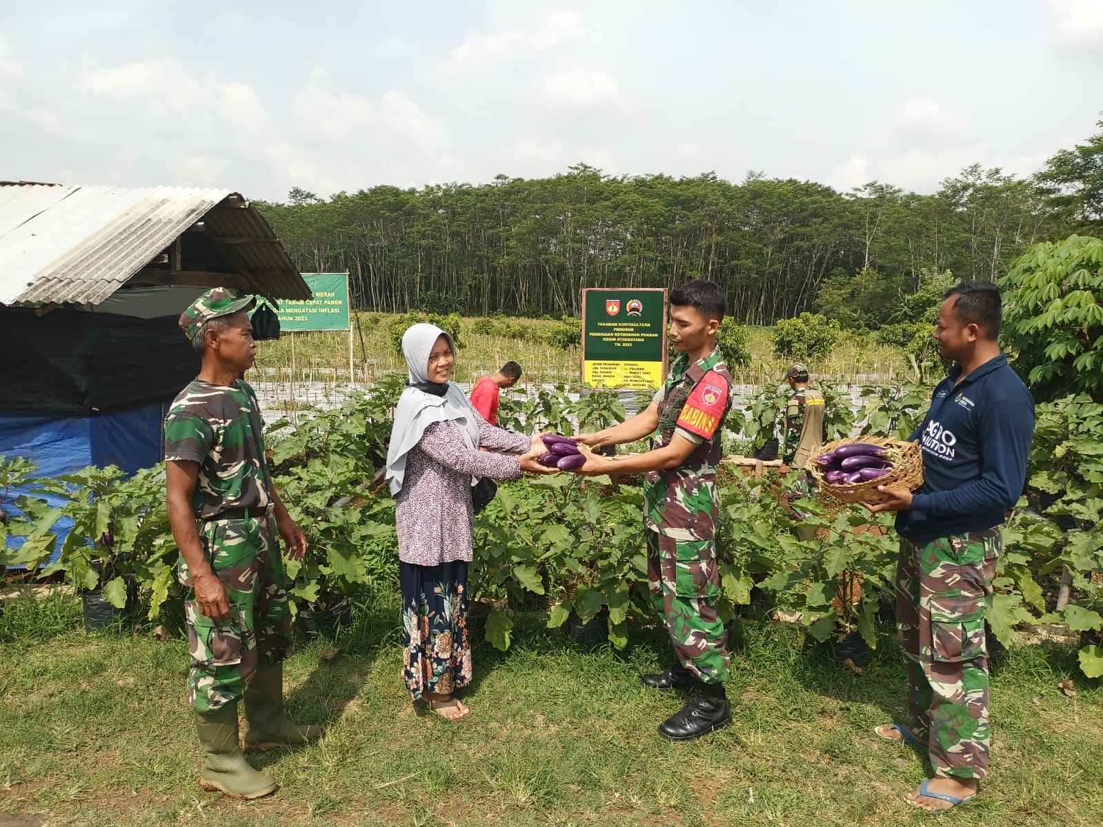 Kodim 0736/Batang Genjot Hanpangan Di Jenis Sayuran Terong