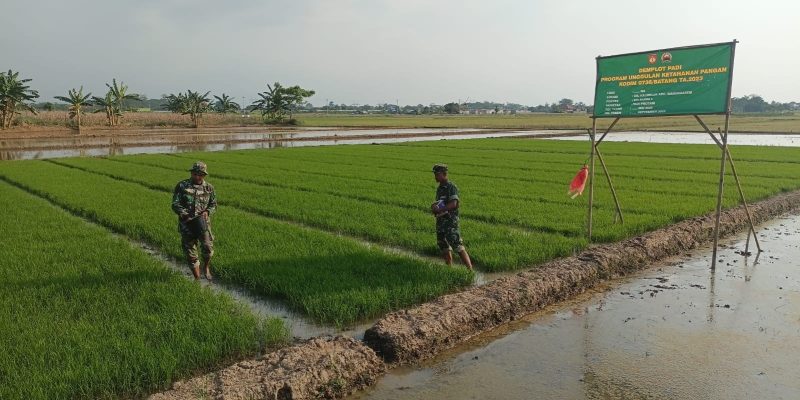 Perawatan Benih Padi Protani Atau Protangguh
