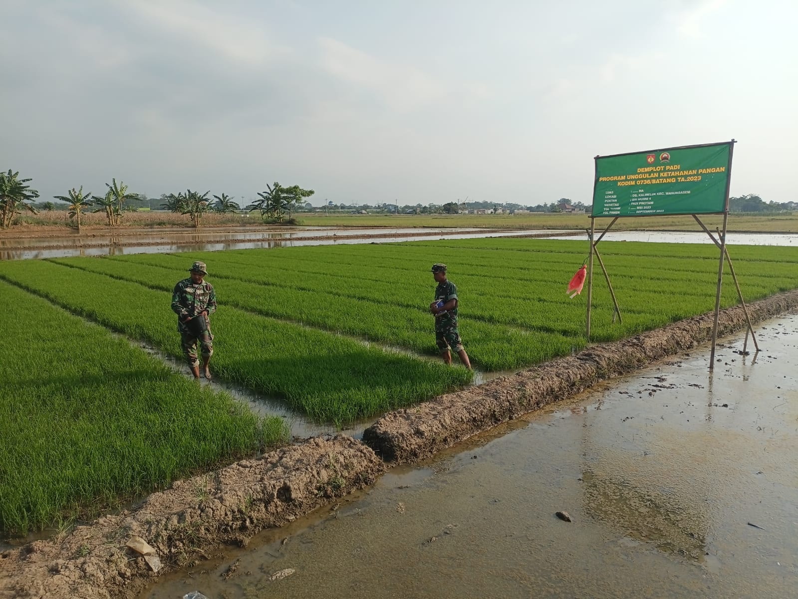 Perawatan Benih Padi Protani Atau Protangguh