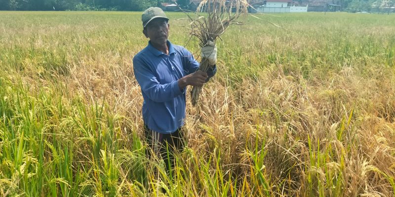 Petani Desa Jatipayak Mengeluh Tanaman Padinya Mulai Diserang Hama Wereng