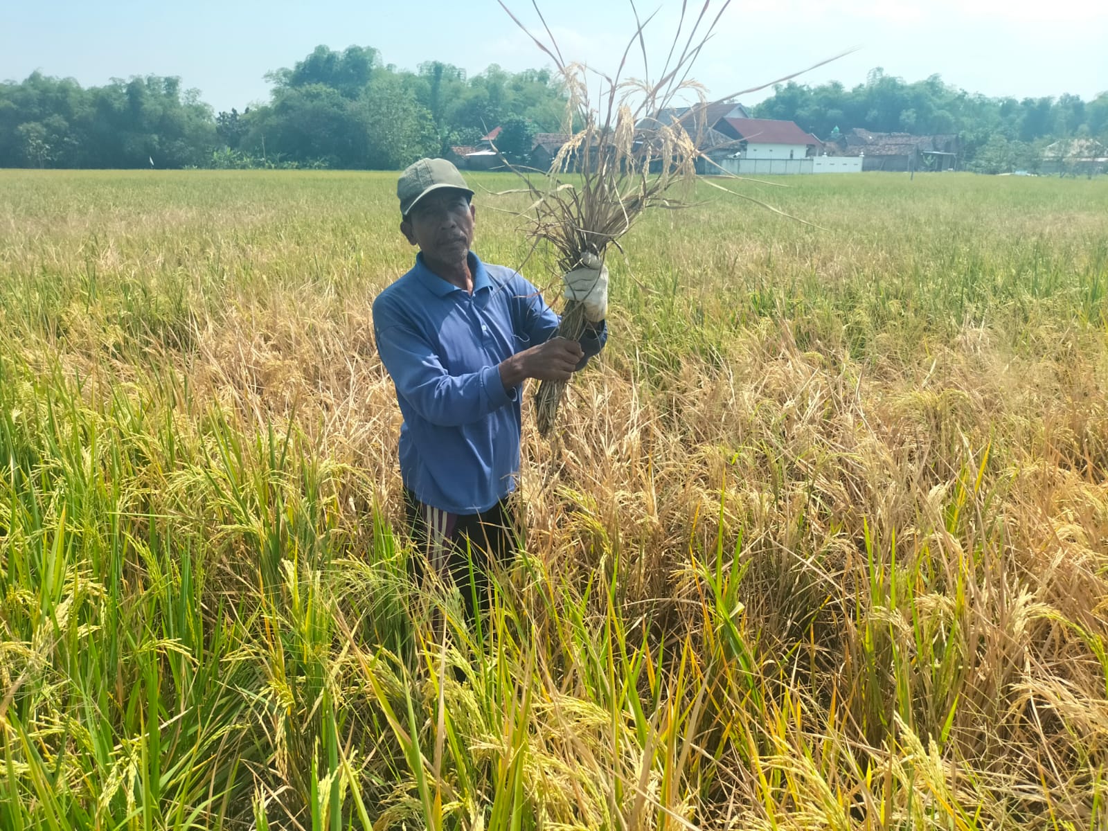 Petani Desa Jatipayak Mengeluh Tanaman Padinya Mulai Diserang Hama Wereng