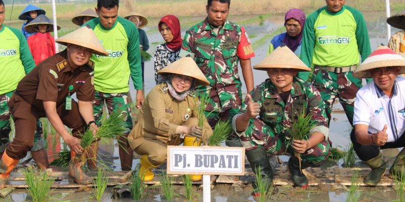 Guna Atasi Stunting, Dandim dan PJ. Bupati Batang Tanam Padi Varietas Protani
