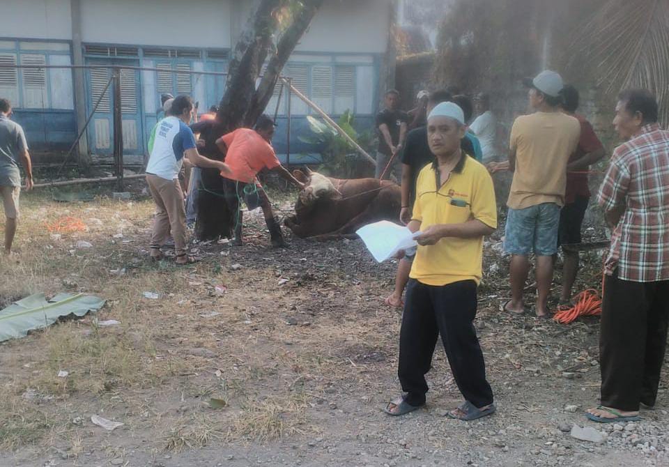 Hewan Kurban Empat Ekor Sapi dan Tiga Ekor Kambing Di Potong Di Area Masjid Al – Ikhsan
