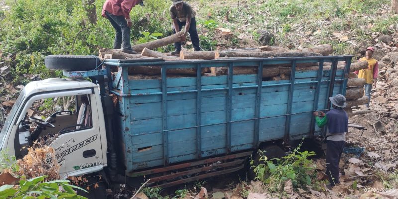 Perusahan Umum Kehutanan Negara KRPH Bondowoso Jawa Timur Masih Memprioritaskan Kayu Jati