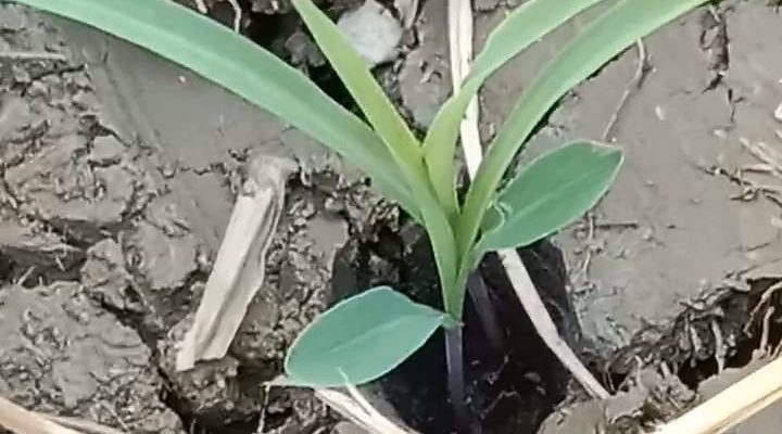 Diduga Pungut Biaya Bibit Jagung Bantuan Pemerintah di Wilayah Sambeng Lamongan