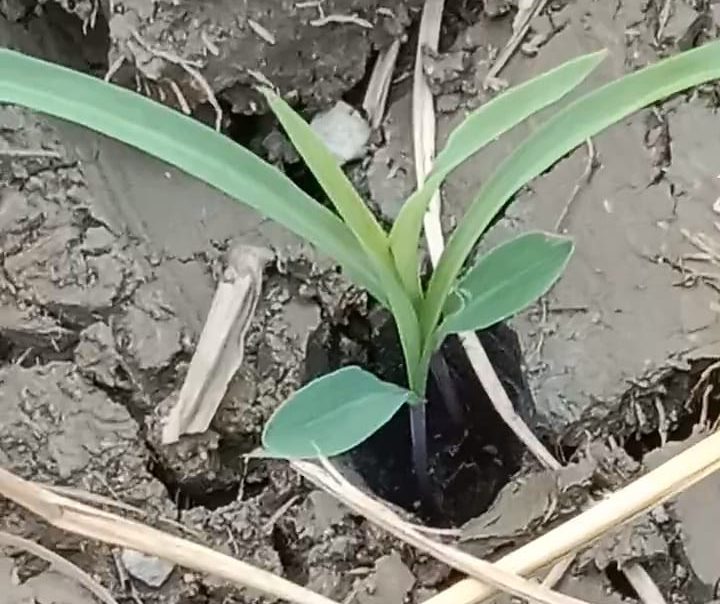 Diduga Pungut Biaya Bibit Jagung Bantuan Pemerintah di Wilayah Sambeng Lamongan