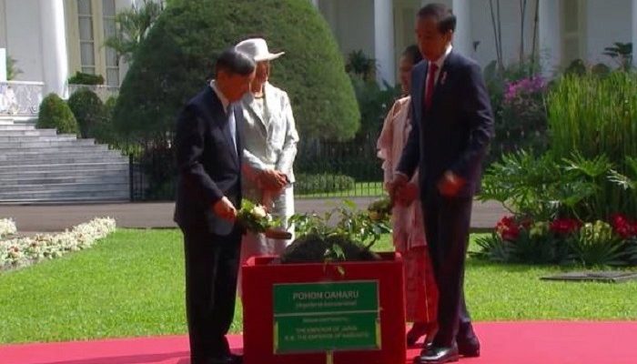 Ditanam Presiden Jokowi dan Kaisar Naruhito, Dewi Fortuna Lakukan Inovasi Olahan Budi Daya Gaharu