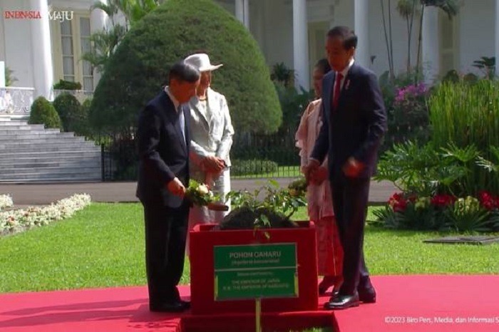 Ditanam Presiden Jokowi dan Kaisar Naruhito, Dewi Fortuna Lakukan Inovasi Olahan Budi Daya Gaharu