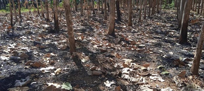 Bencana Kebakaran Hutan Menjadi Perhatian Khusus Pemerintah Dan Instansi Terkait