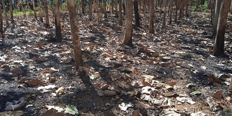 Bencana Kebakaran Hutan Menjadi Perhatian Khusus Pemerintah Dan Instansi Terkait