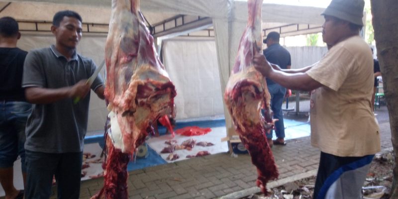 Pimpinan Direksi Dan Karyawan ITC Depok Kuban 3 Sapi Dan kambing 4