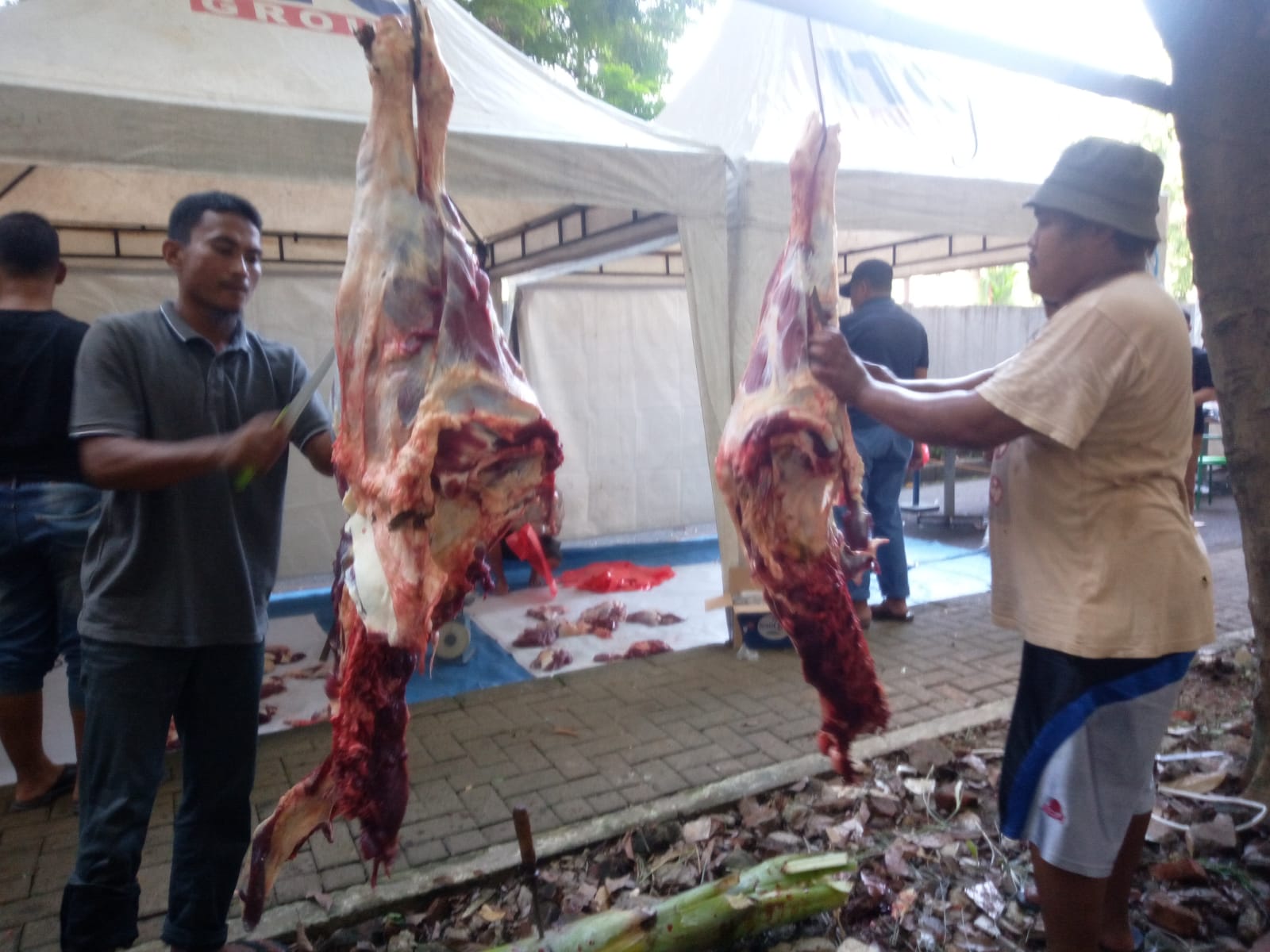 Pimpinan Direksi Dan Karyawan ITC Depok Kuban 3 Sapi Dan kambing 4