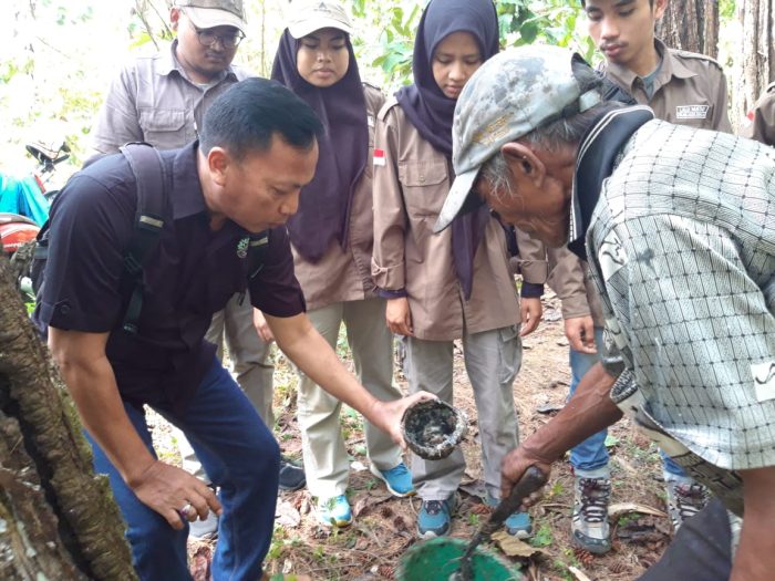 Praktek Kerja Lapangan Mahasiswa Dan Mahasiswi Universitas Mataram di Perhutani Bondowoso