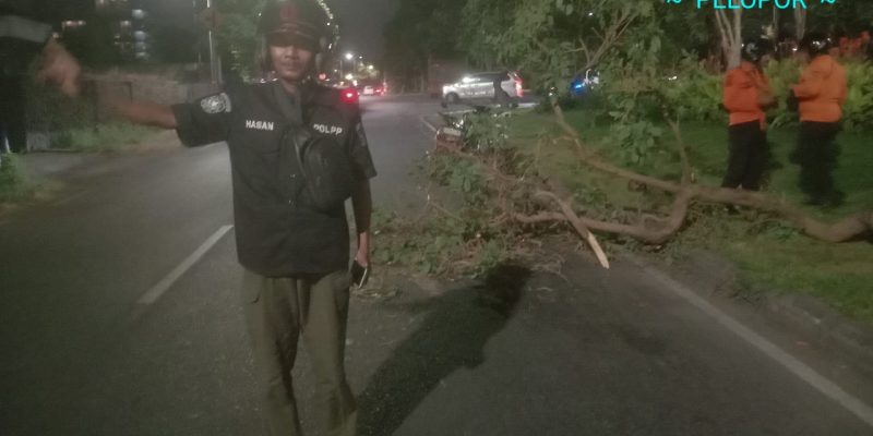 Pohon Tumbang Di Kawasan Jalan Raya Kedung Baruk Surabaya
