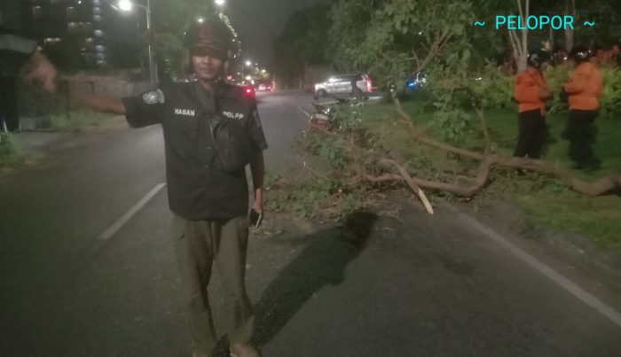 Pohon Tumbang Di Kawasan Jalan Raya Kedung Baruk Surabaya
