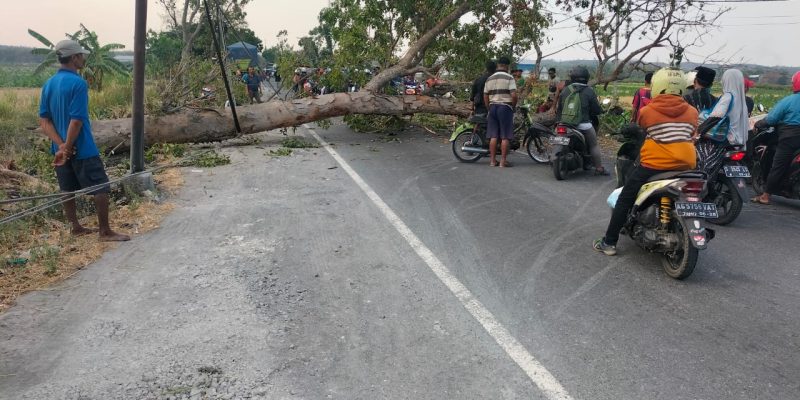 Bawah Pohon Terbakar Roboh Melintang di Jalan Raya Provinsi