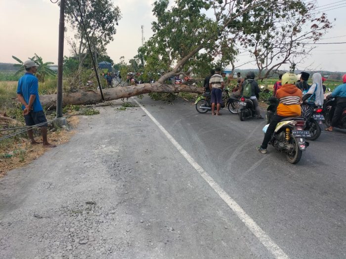 Bawah Pohon Terbakar Roboh Melintang di Jalan Raya Provinsi