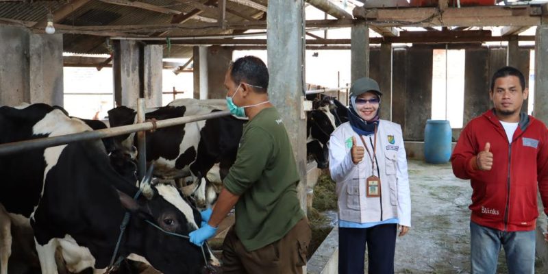 Cegah Penularan Penyakit Brucellosis Sapi Perah, Dinperpa Lakukan Surveilan