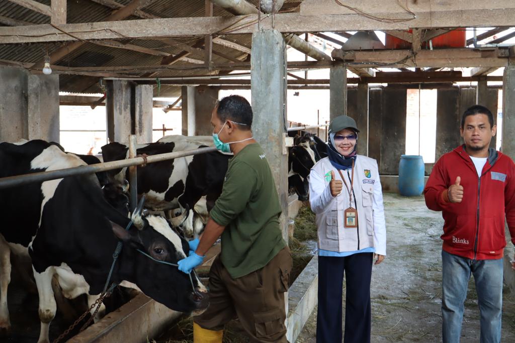 Cegah Penularan Penyakit Brucellosis Sapi Perah, Dinperpa Lakukan Surveilan