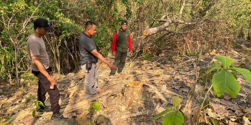 Warga Desa Mencuri Kayu Jati Di wilayah Hutan Perhutani
