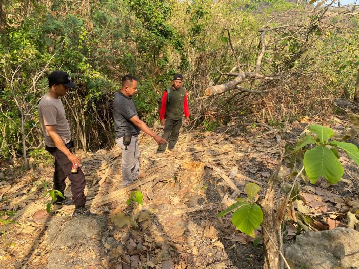 Warga Desa Mencuri Kayu Jati Di wilayah Hutan Perhutani