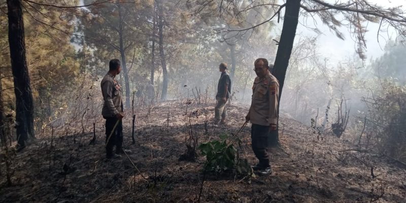 700 Batang Pohon Pinus Terbakar, TNI-Polri Bersama Elemen Masyarakat Padamkan Hutan Di Paninggaran