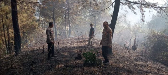 700 Batang Pohon Pinus Terbakar, TNI-Polri Bersama Elemen Masyarakat Padamkan Hutan Di Paninggaran