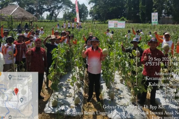 Tingkatkan Ekonomi Para Petani, DKPP Sumenep Sukses Dorong Petani Budidaya Buah Melon di Ambunten