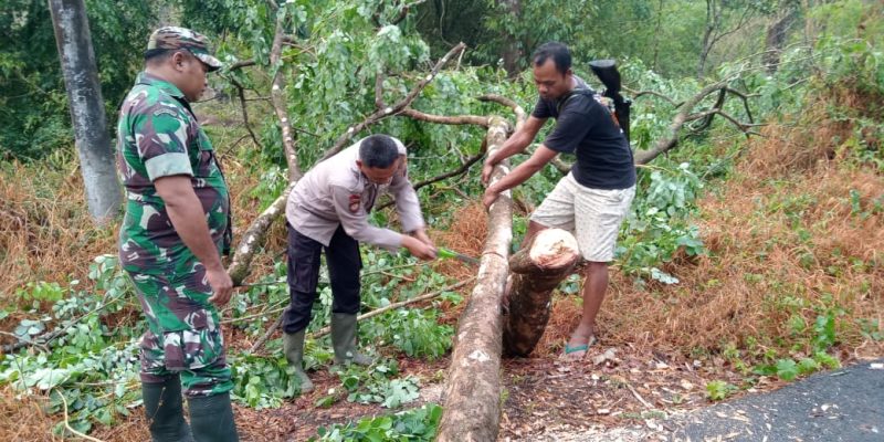 Quick Response, Anggota Polsek dan Koramil Kandangserang Evakuasi Pohon Tumbang